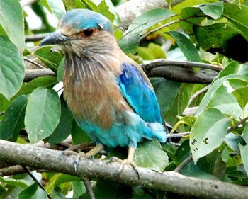 Koshi Tappu wildlife Reserve